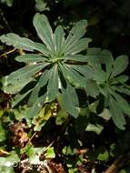 Image of Wood Spurge