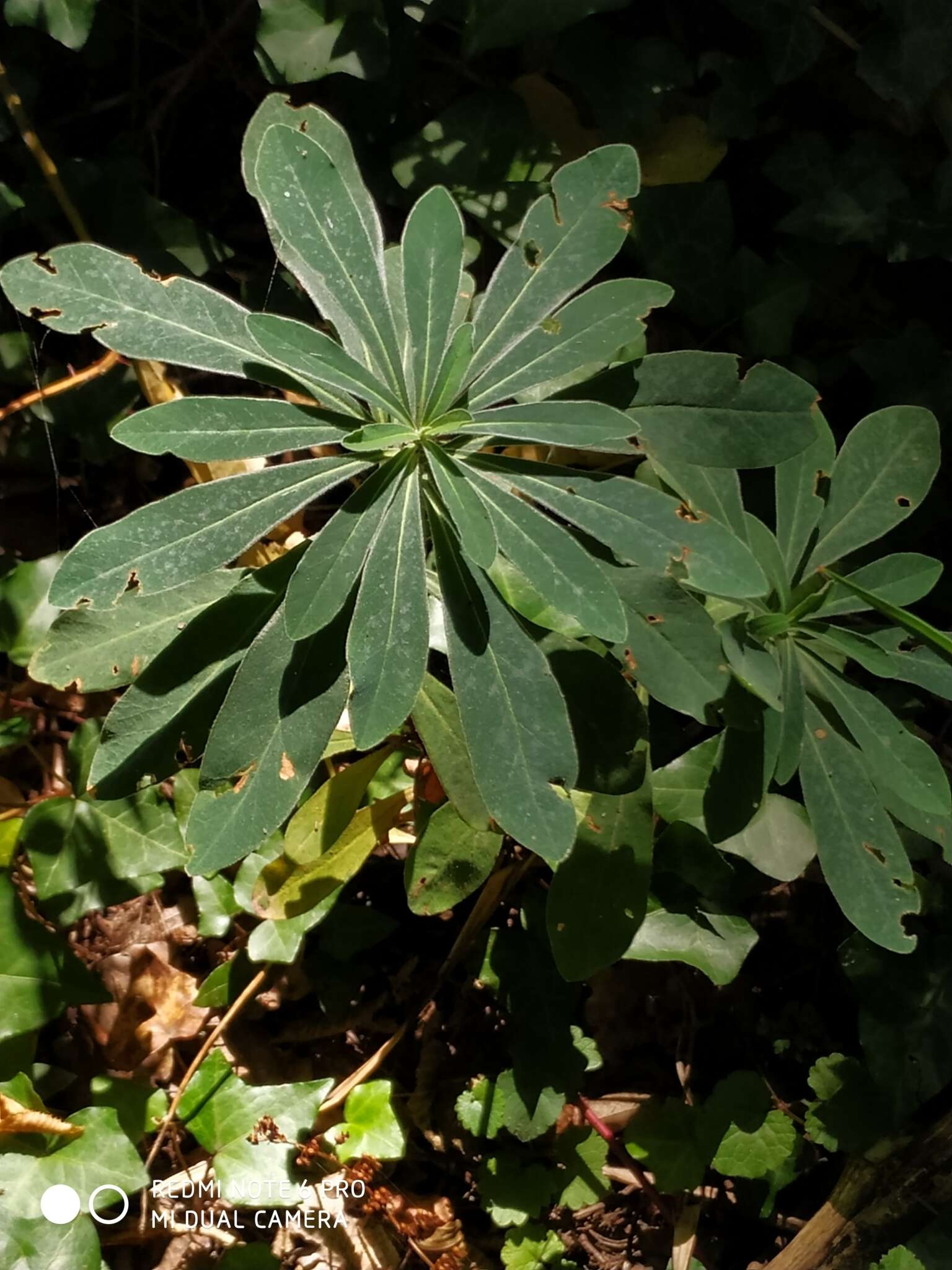 Image of Wood Spurge