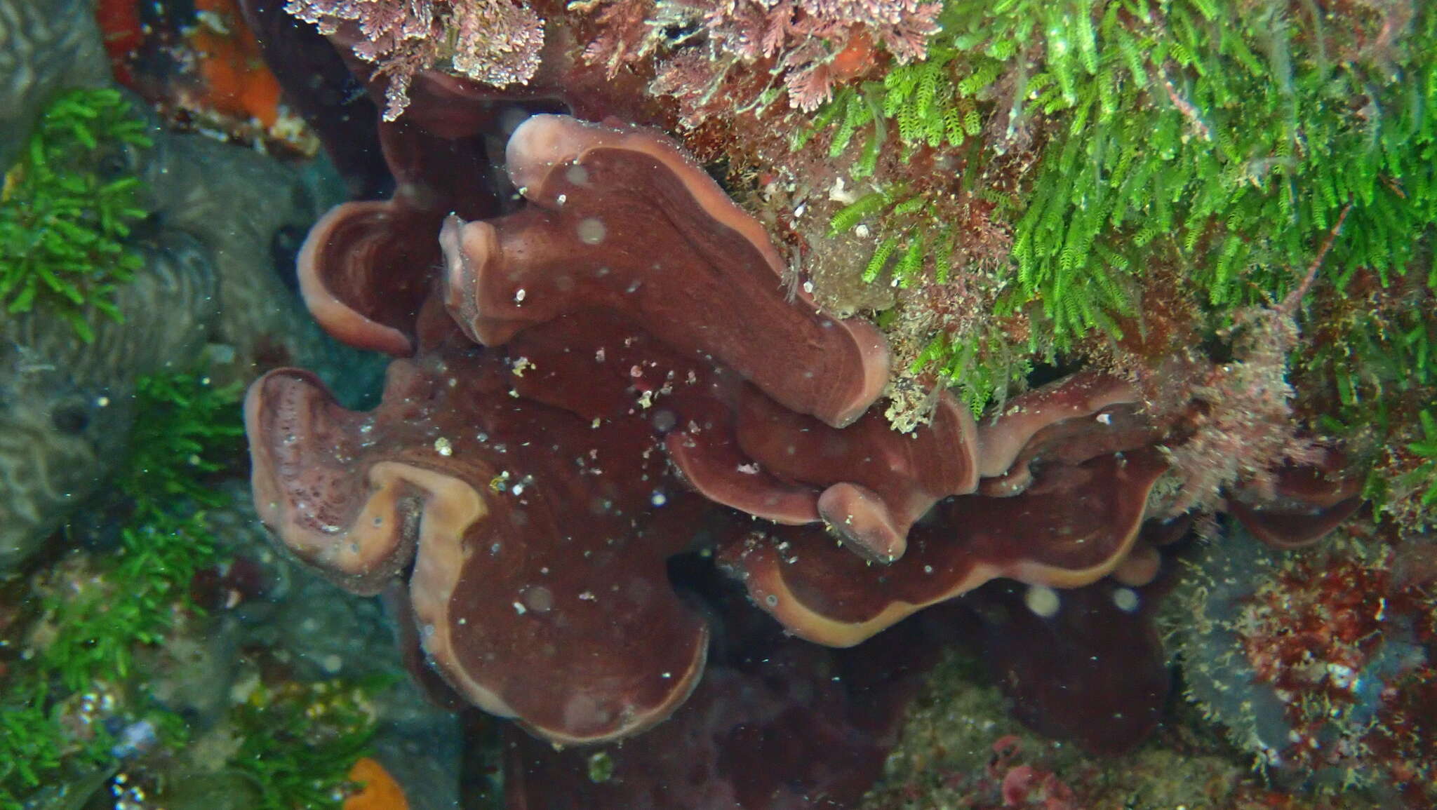 Image of stony sponge