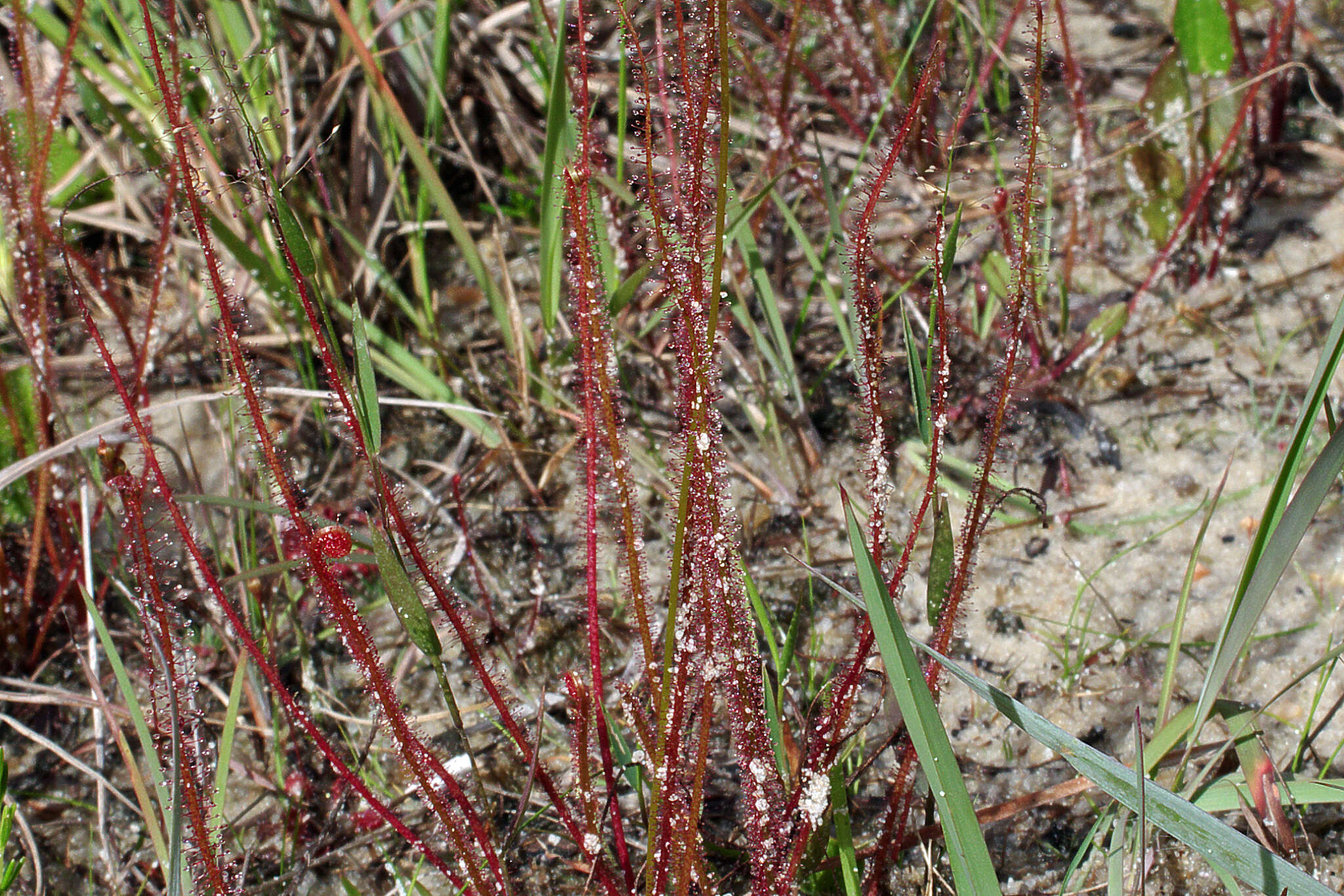 Drosera filiformis var. floridana的圖片