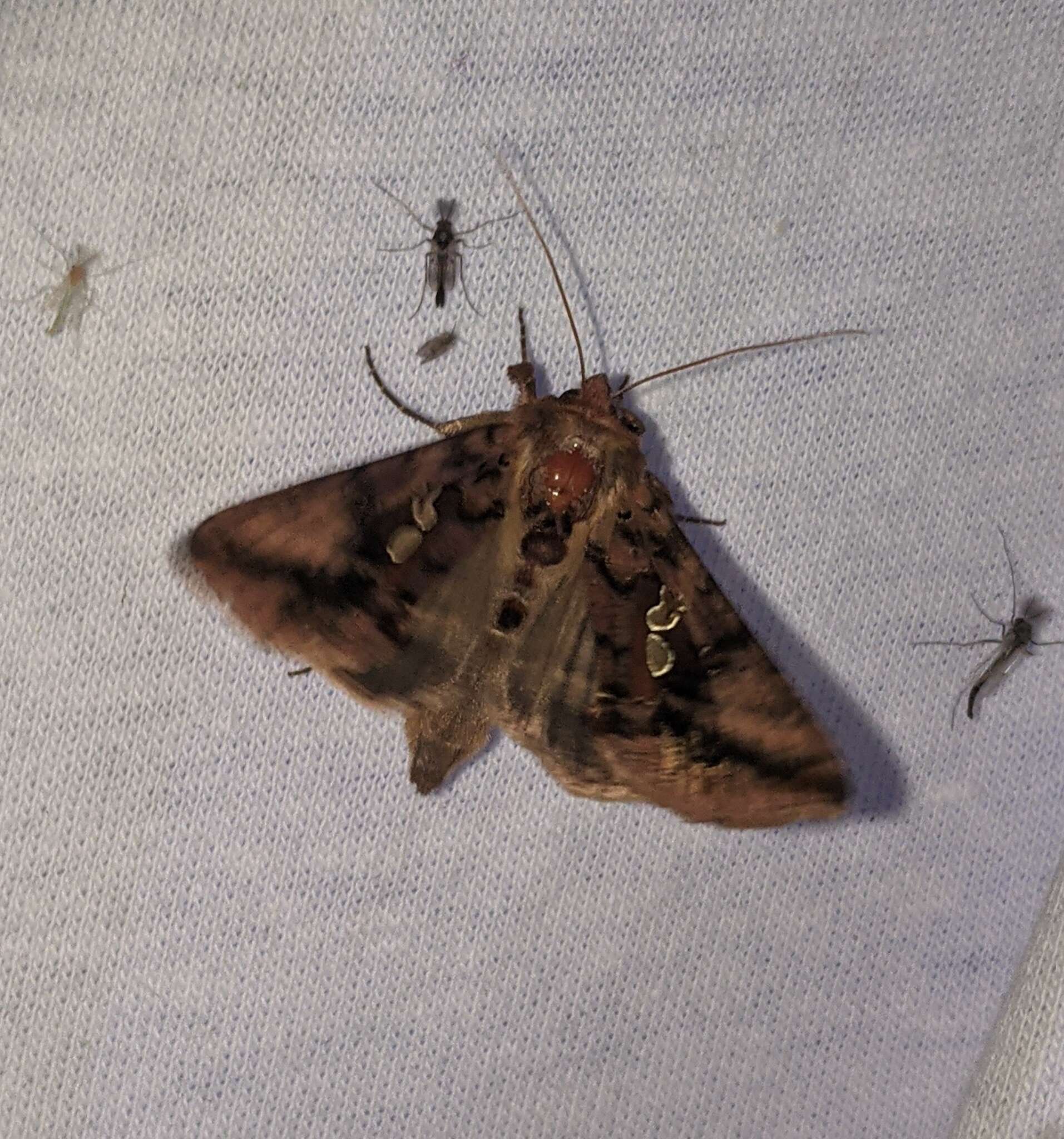 Image of Two-spotted Looper Moth, Twin Gold Spot