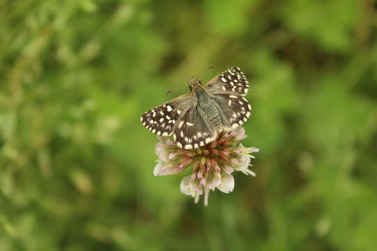 Image of Southern Grizzled Skipper