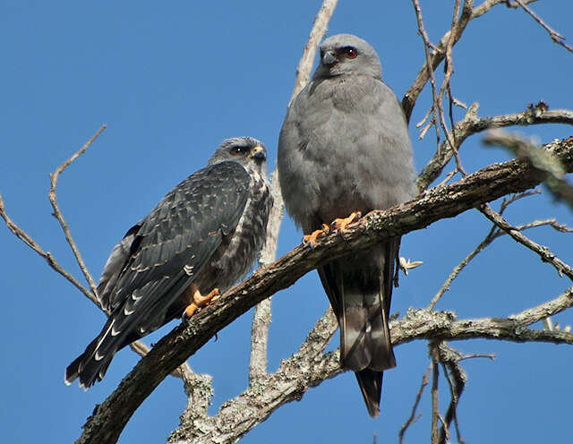 Image of Plumbeous Kite