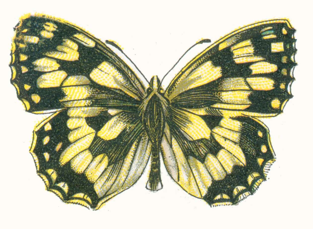 Image of marbled white