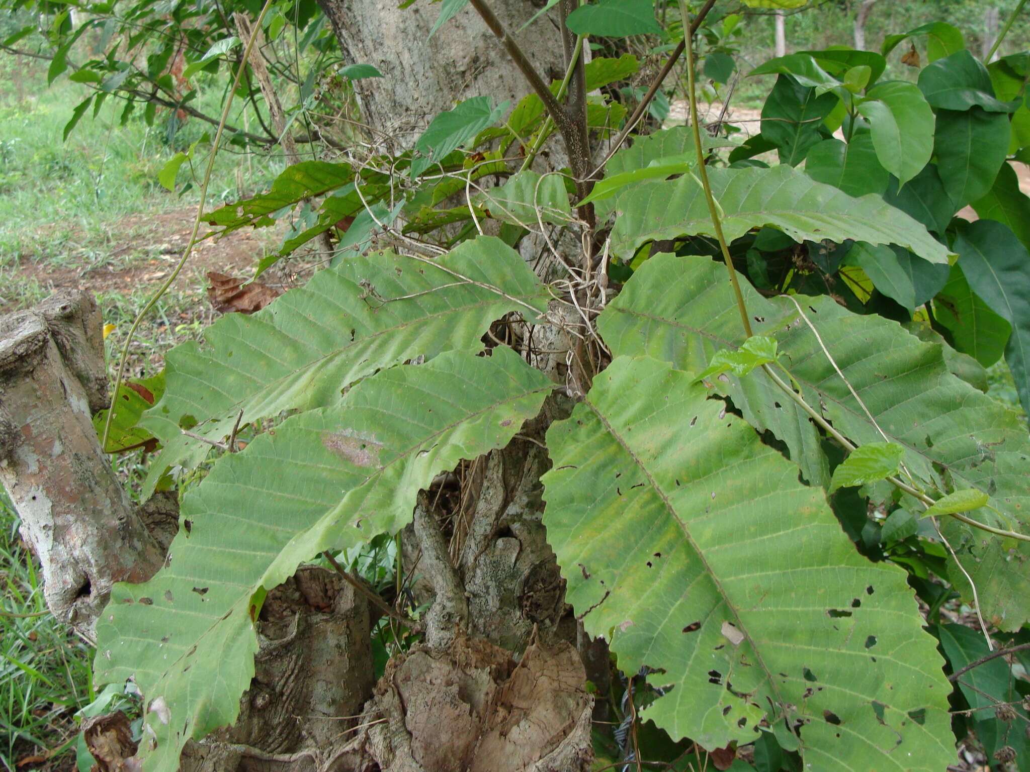 Image of Cupania dentata Moc. & Sesse