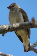 Image of Lesser Honeyguide