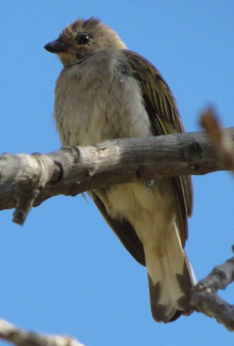 صورة مرشد العسل الأصغر