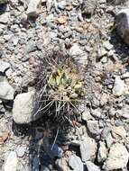 Image of Chihuahuan Fishhook Cactus