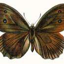 Image of Minois dryas