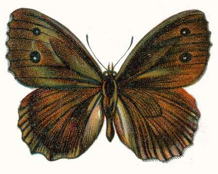 Image of Minois dryas