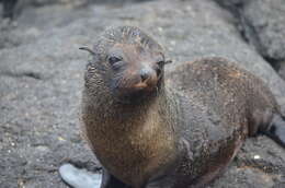 Image de Arctocéphale des Galapagos