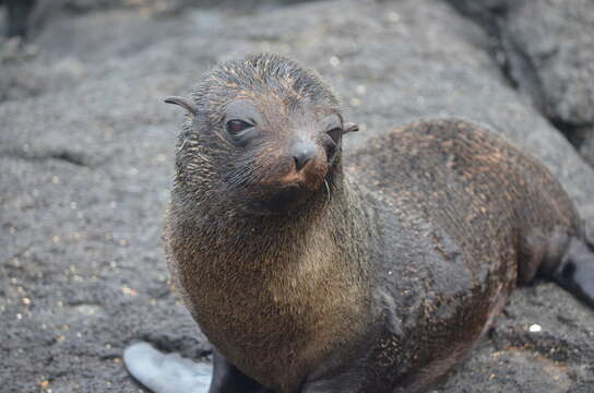 Image de Arctocéphale des Galapagos