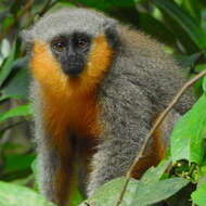 Image of Dusky Titi