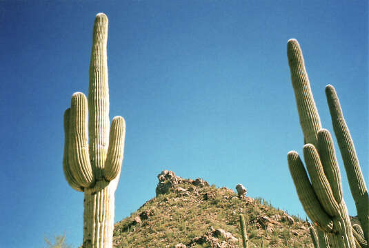 Image of saguaro