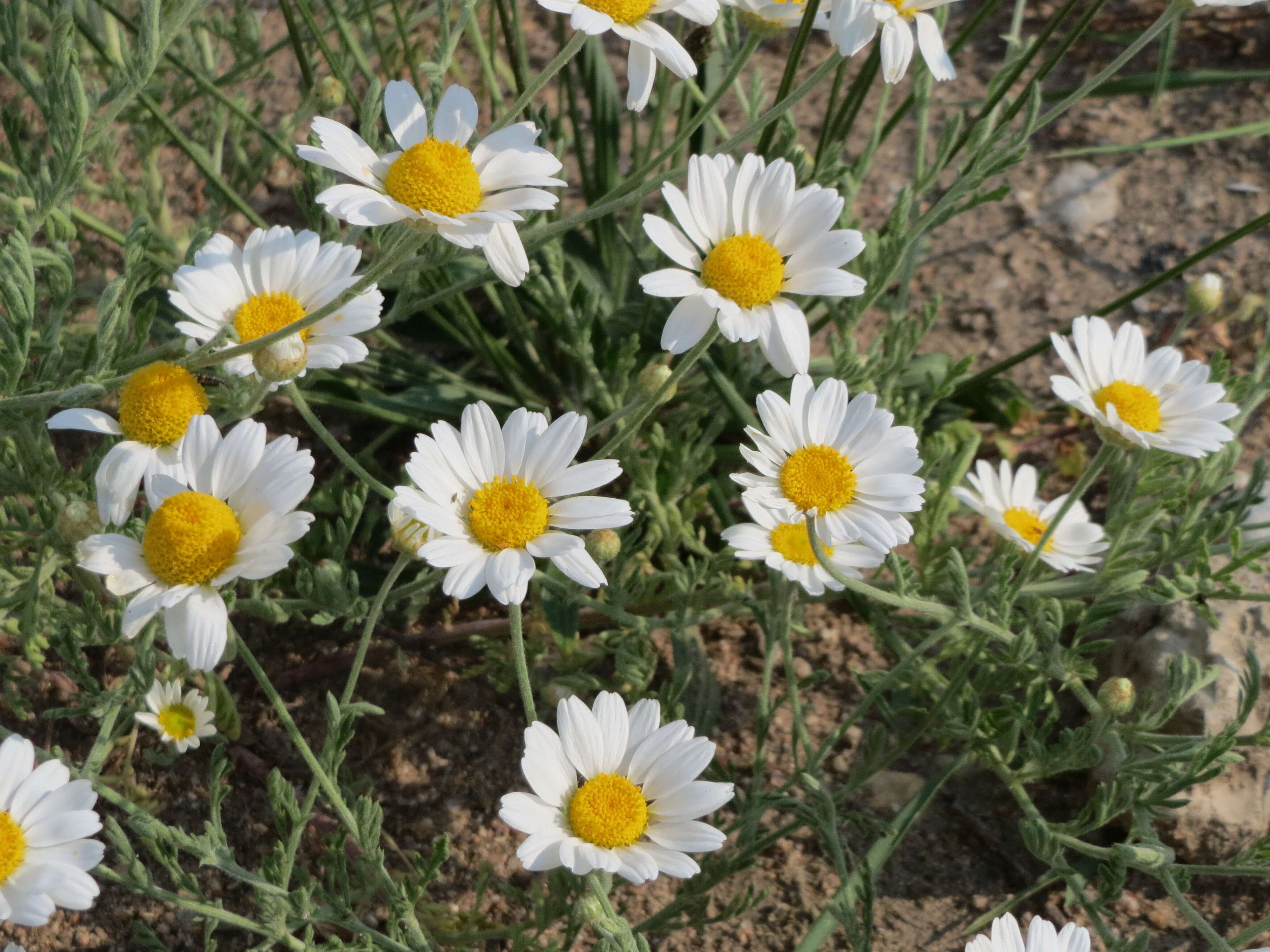 Image of corn chamomile