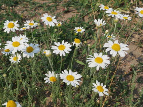 Image of corn chamomile