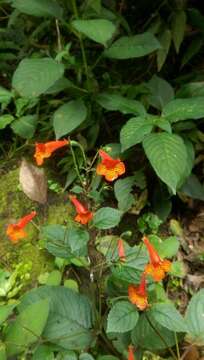 Imagem de Achimenes pedunculata Benth.