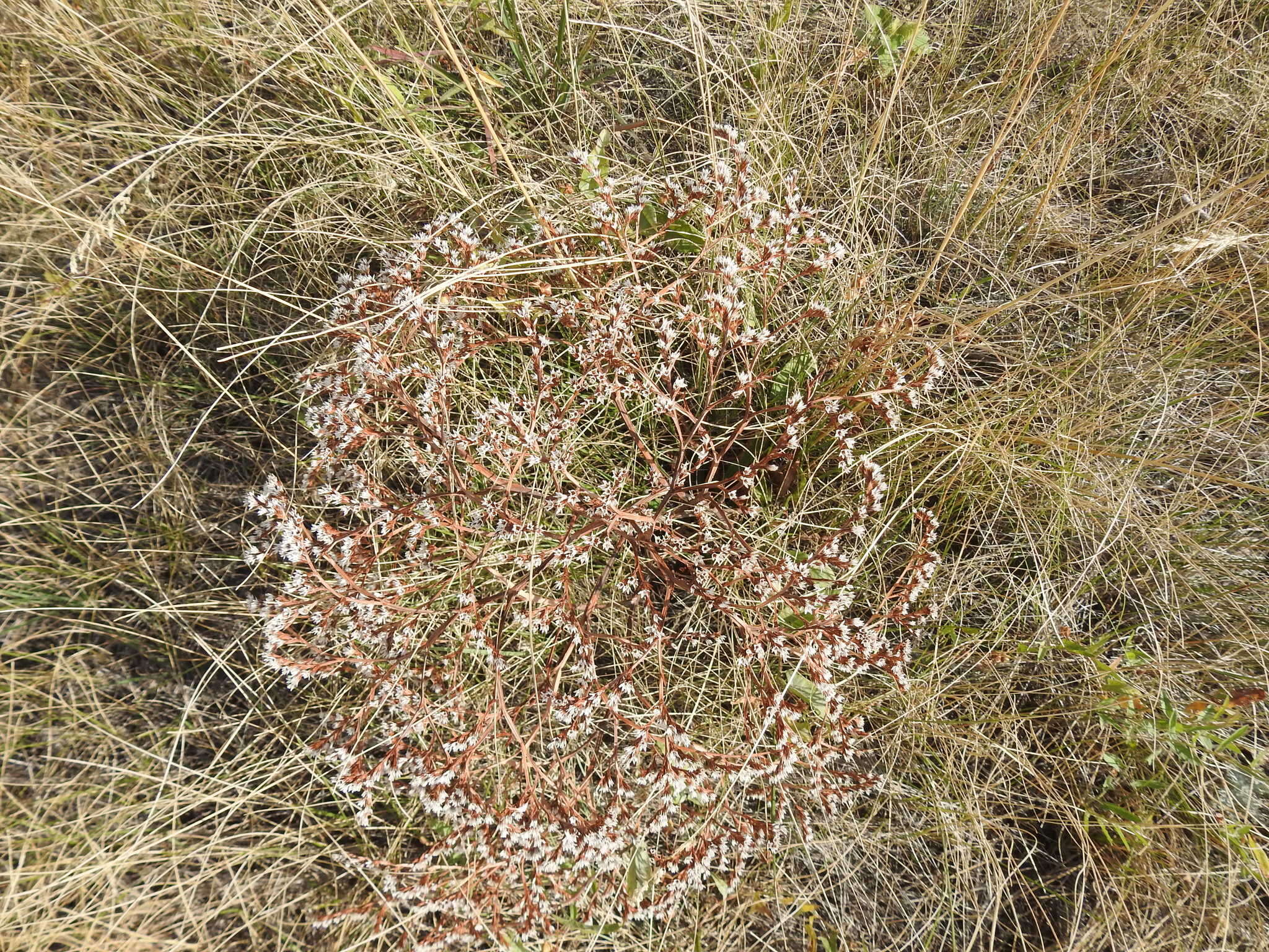 Image de Goniolimon tataricum (L.) Boiss.