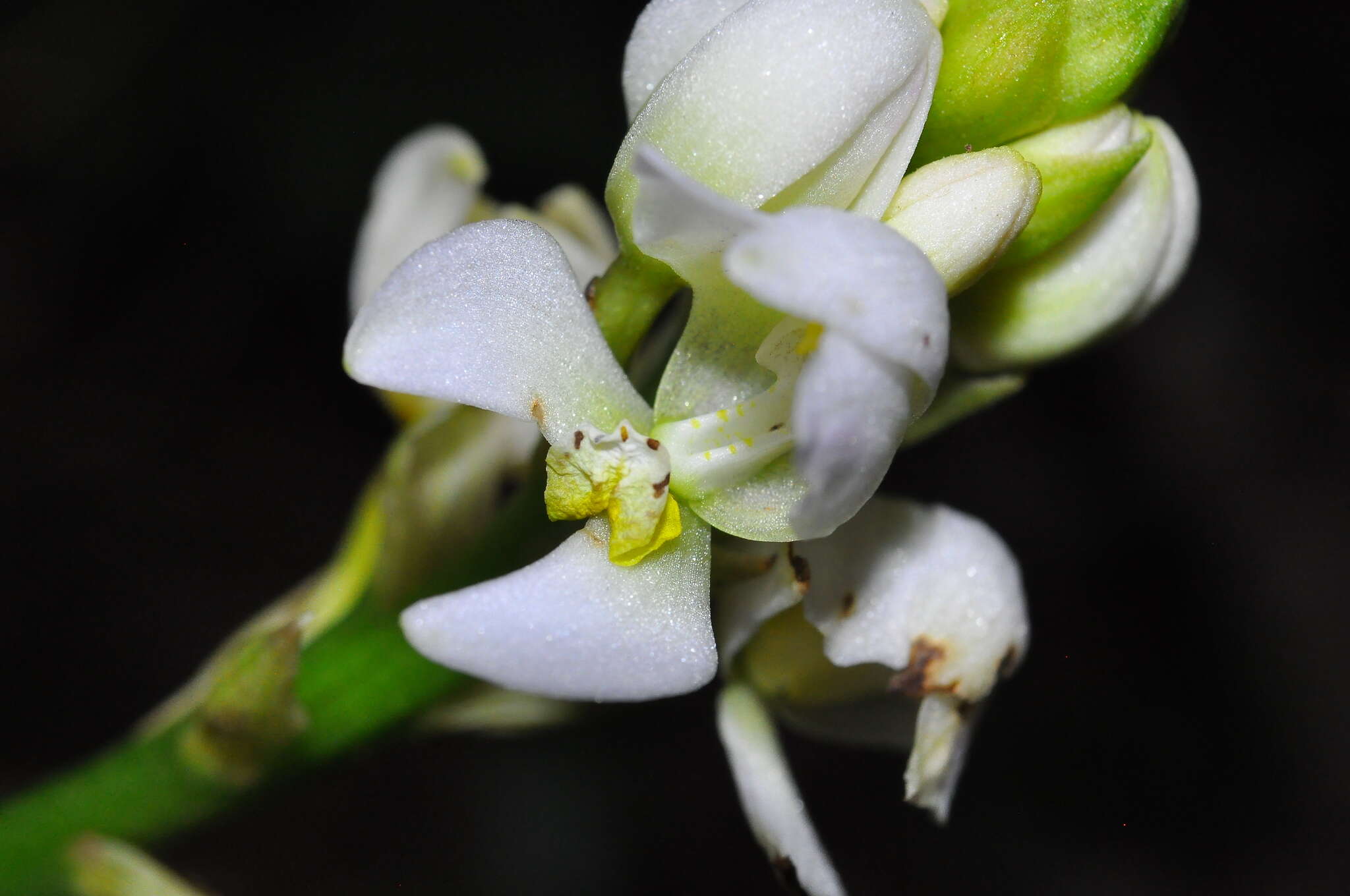 Govenia utriculata (Sw.) Lindl.的圖片