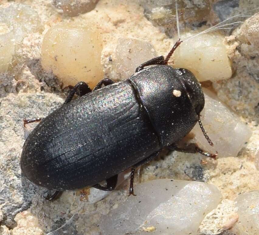 Image of Darkling beetle