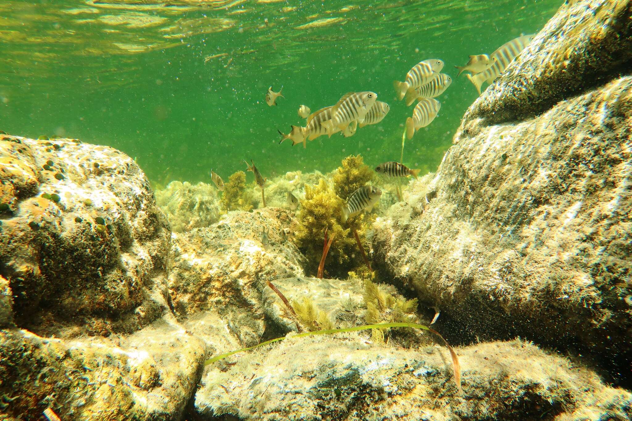 Image of Stripey bream