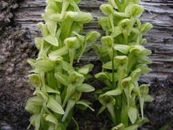 Image of Platanthera convallariifolia (Fisch. ex Lindl.) Lindl.