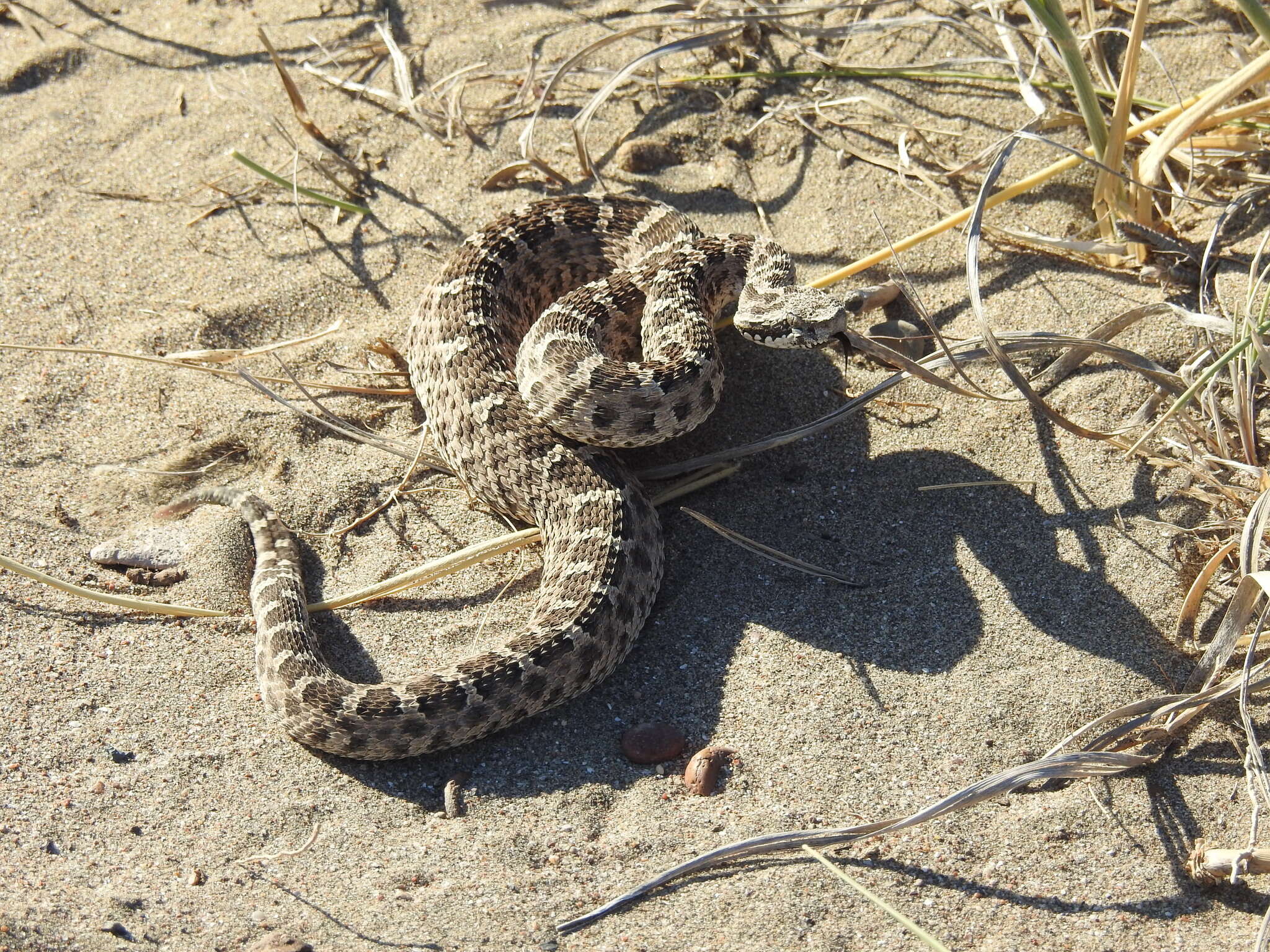 Imagem de Bothrops ammodytoides Leybold 1873