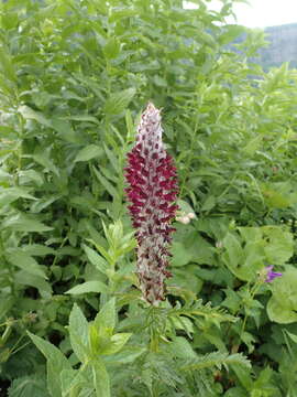 Image of Pedicularis atropurpurea Nordm.