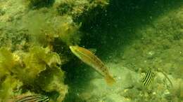 Image of Gunther's wrasse