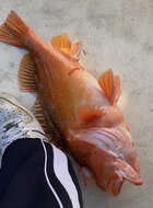 Image of Greenspotted rockfish