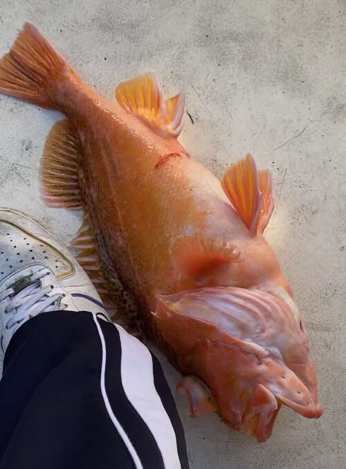 Image of Greenspotted rockfish