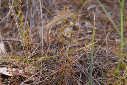 Image de Drosera stolonifera subsp. porrecta (Lehm.) N. Marchant & Lowrie