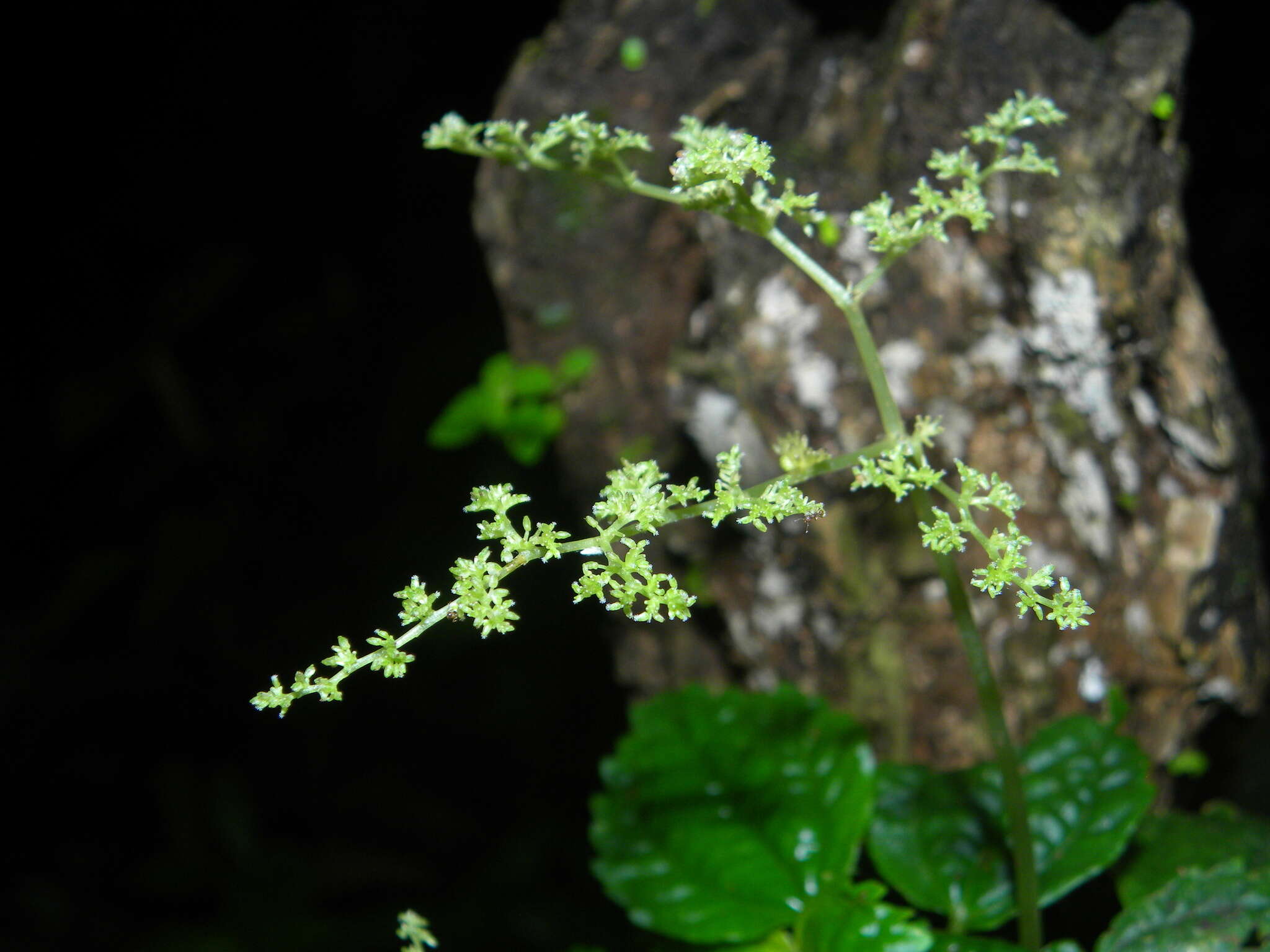 Image of Pilea caribaea Urb.