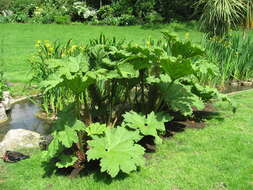 Image of giant rhubarb