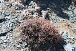 Image of Oxytropis aciphylla Ledeb.