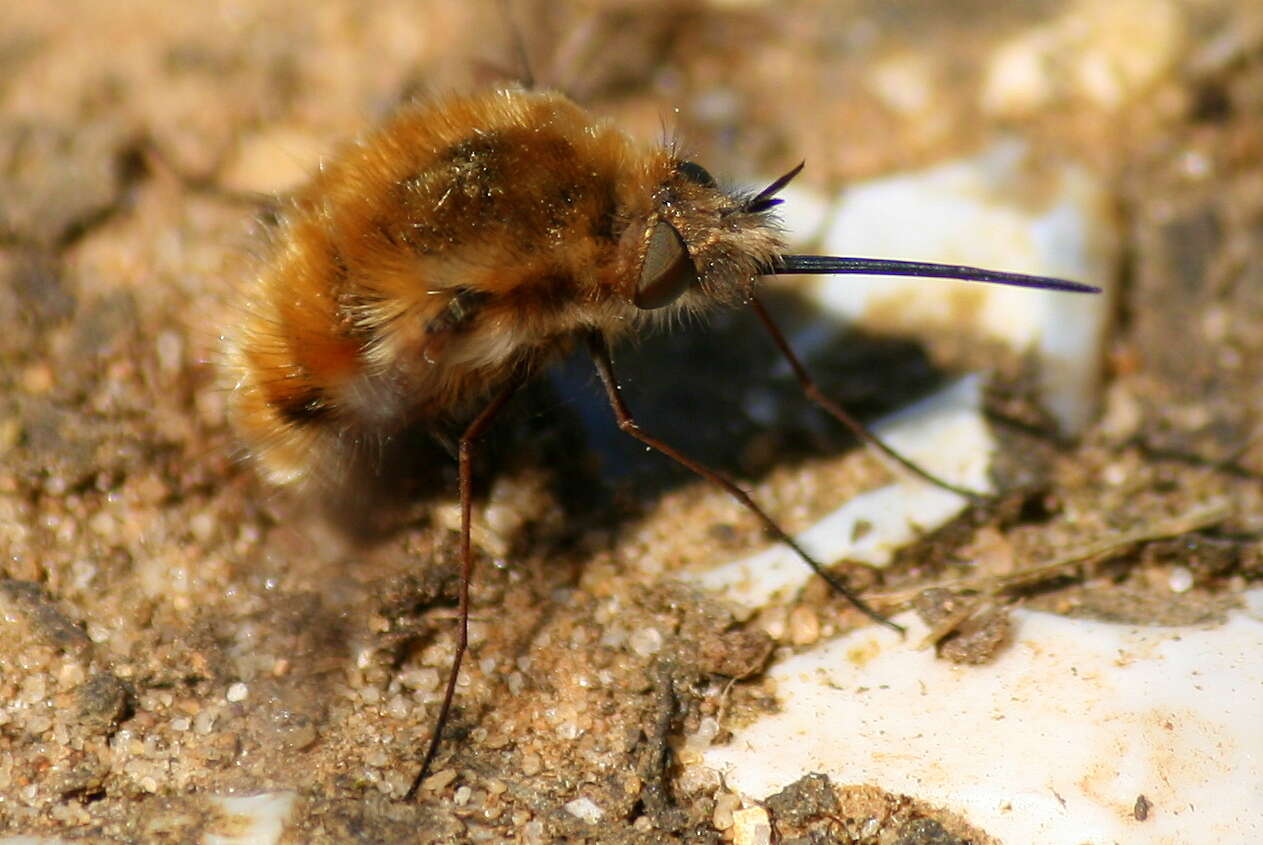 Image of Large bee-fly