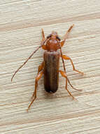 Image of Long-horned beetle