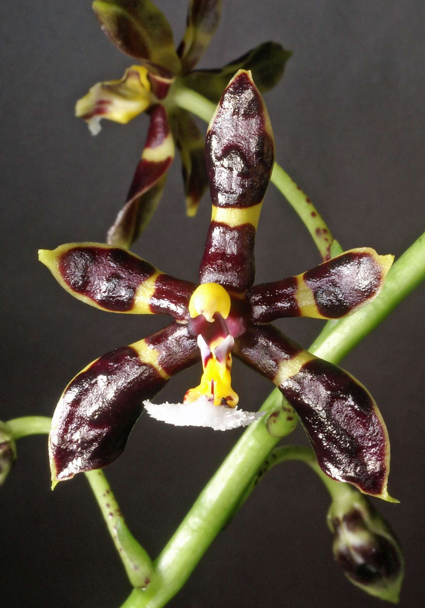 Image of Phalaenopsis mannii Rchb. fil.