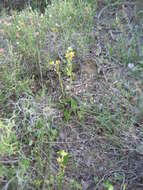 Image of Yellow Ophrys