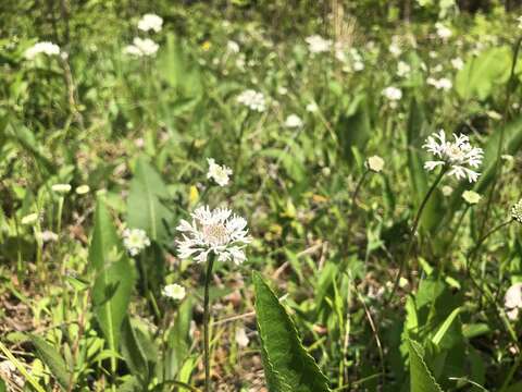 Marshallia obovata (Walt.) Beadle & F. E. Boynt.的圖片