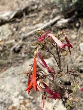 Ipomopsis aggregata subsp. aggregata resmi