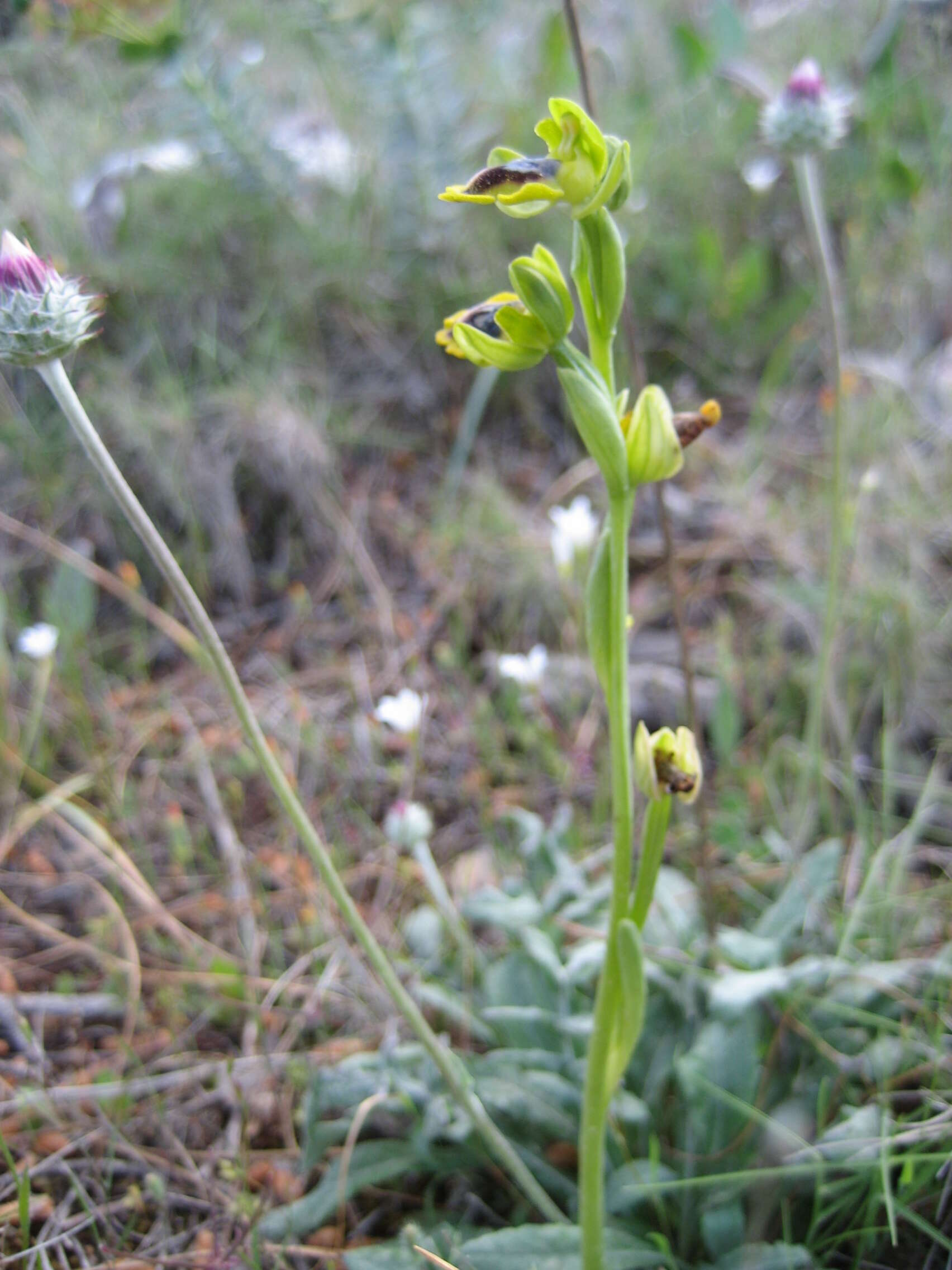 Image of Yellow Ophrys