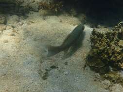 Image of Barcheek coral trout