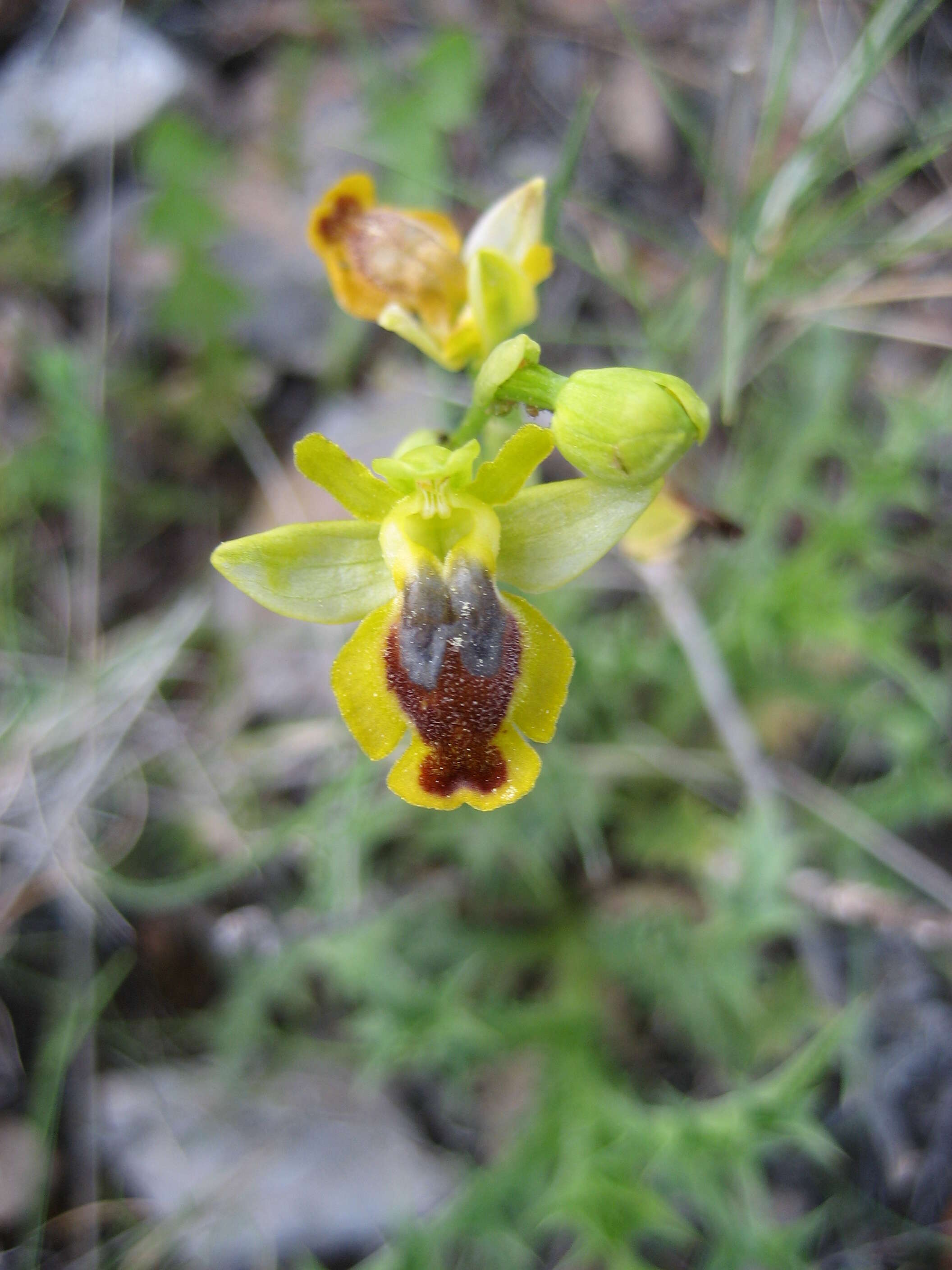 Image of Yellow Ophrys