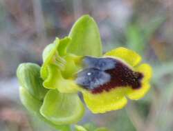 Image of Yellow Ophrys