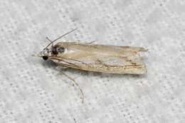 صورة Catoptria latiradiellus Walker 1863