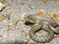 Image of Dice Snake