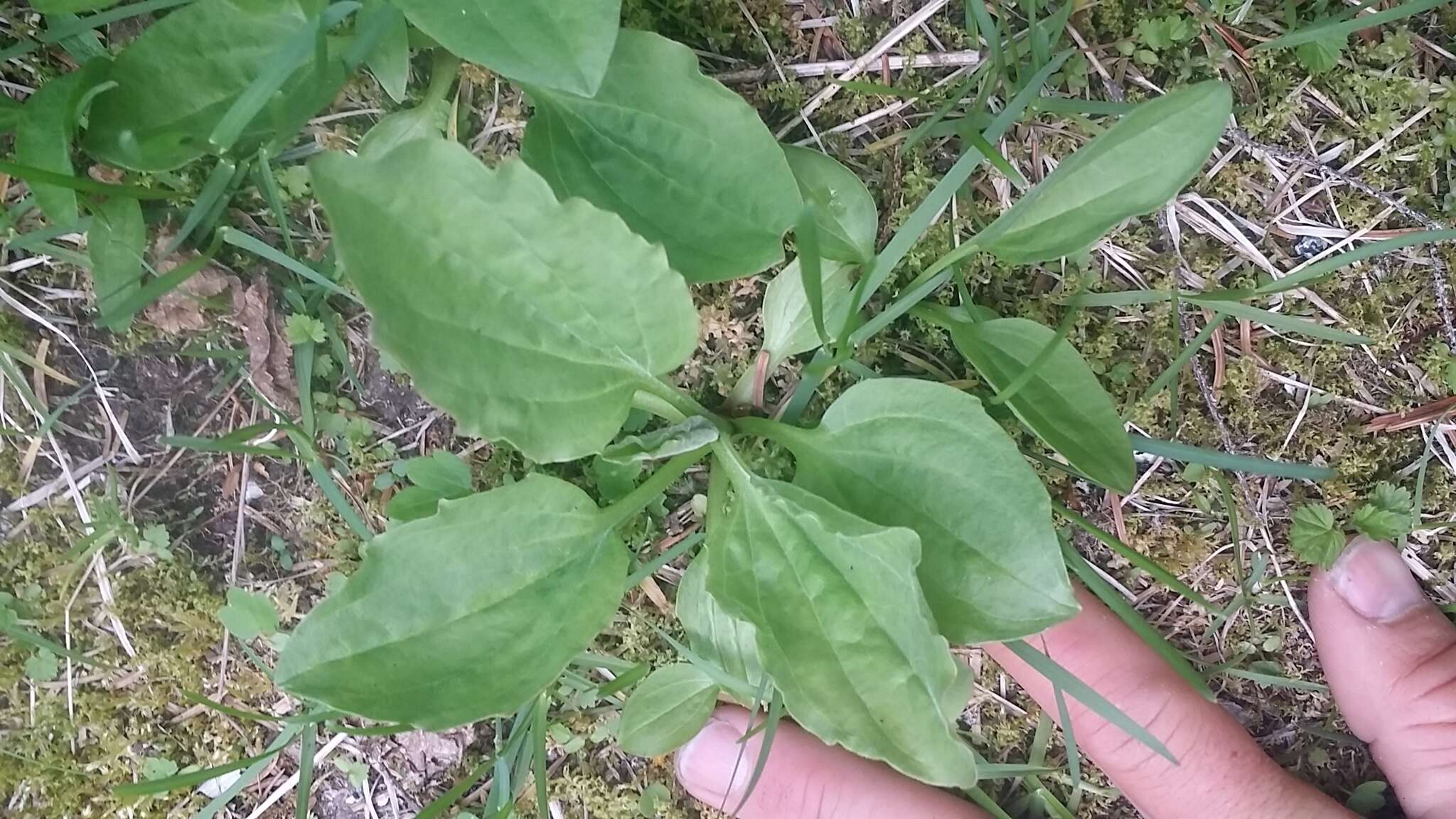 Plancia ëd Plantago maior