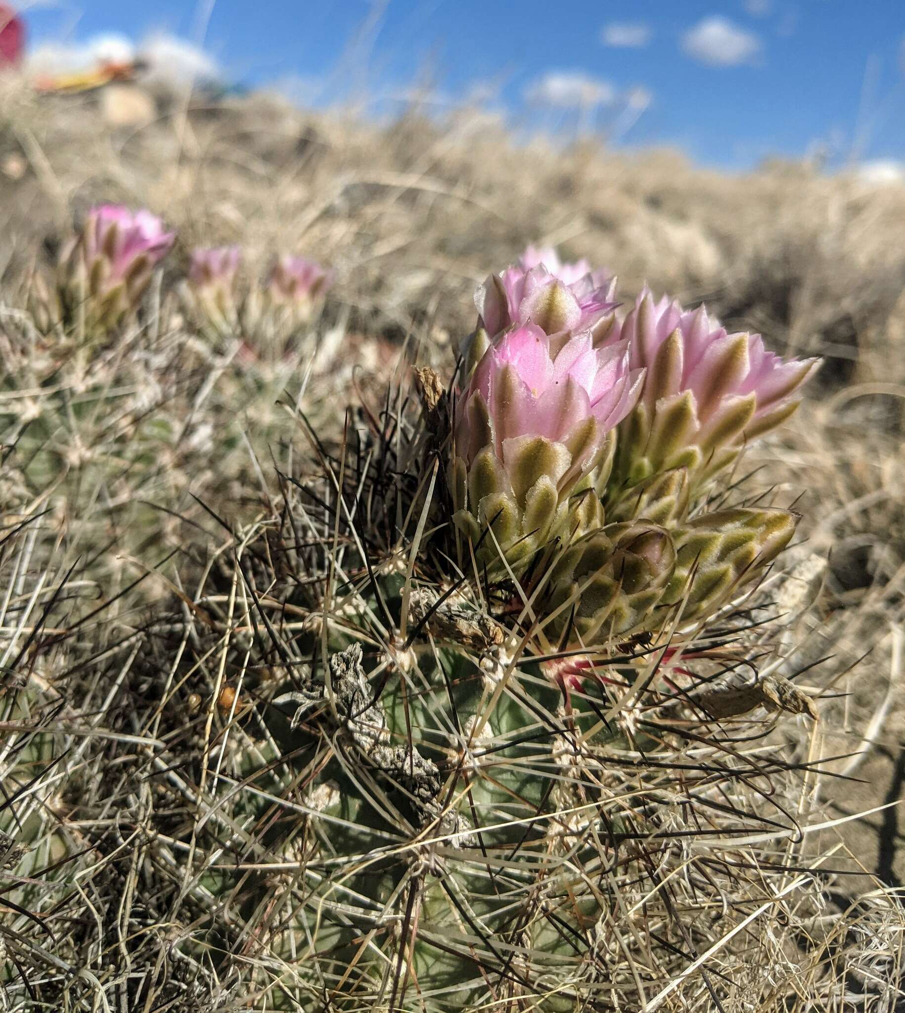 صورة Sclerocactus glaucus (K. Schum.) L. D. Benson