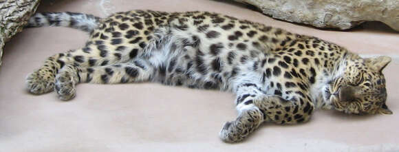 Imagem de Leopardo-de-amur